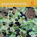 High survival rate of the black goji berry seeds